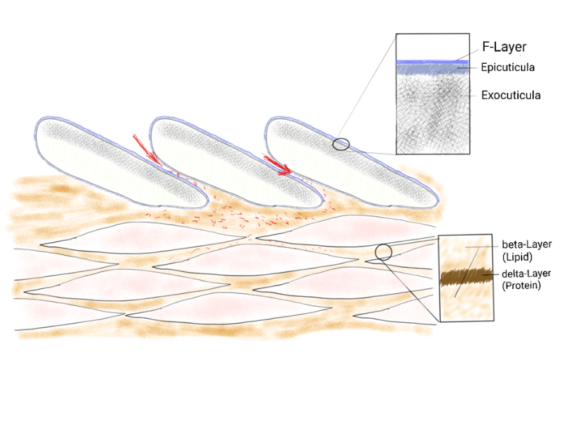 Schematische Darstellung eines Längsschnitts durch ein Wollhaar. Farbstoffdiffusion durch die Schuppen.