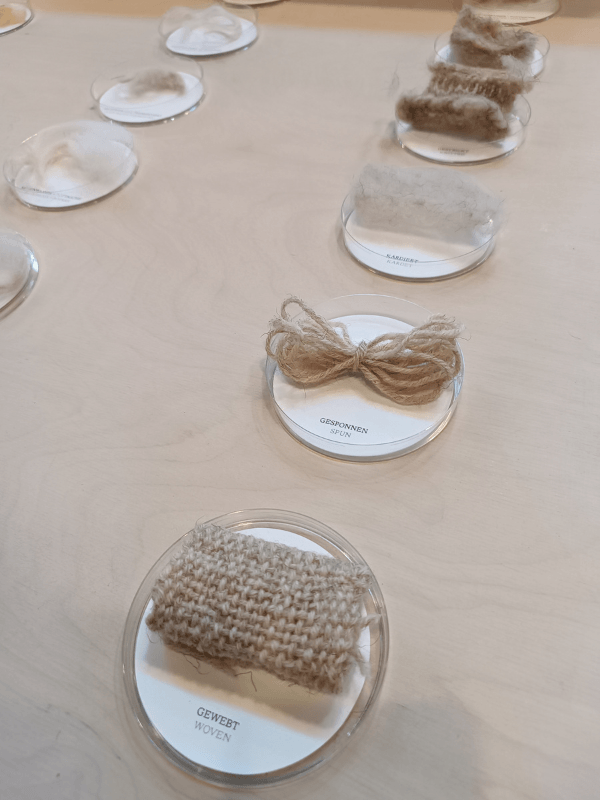 Nahaufnahme verschiedener Verarbeitungsstufen von Wolle auf einem Ausstellungstisch